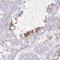 NBPF Member 3 antibody, NBP2-46699, Novus Biologicals, Immunohistochemistry paraffin image 
