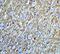Hnf3b antibody, A01032, Boster Biological Technology, Immunohistochemistry paraffin image 