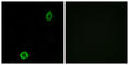 ATP Binding Cassette Subfamily A Member 13 antibody, abx014226, Abbexa, Western Blot image 
