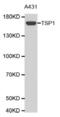 Thrombospondin 1 antibody, abx001223, Abbexa, Western Blot image 