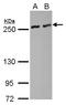 Nuclear mitotic apparatus protein 1 antibody, LS-B10896, Lifespan Biosciences, Western Blot image 