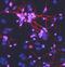 Meteorin, Glial Cell Differentiation Regulator antibody, MA5-24084, Invitrogen Antibodies, Immunocytochemistry image 