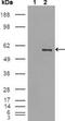ETS Variant 4 antibody, NBP1-28856, Novus Biologicals, Western Blot image 