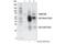 Reticulophagy Regulator 1 antibody, 61011S, Cell Signaling Technology, Immunoprecipitation image 