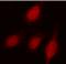 DNA repair protein XRCC1 antibody, ALX-210-539-R100, Enzo Life Sciences, Immunocytochemistry image 