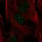 Forkhead box protein C2 antibody, HPA056302, Atlas Antibodies, Immunocytochemistry image 