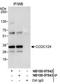 Coiled-Coil Domain Containing 124 antibody, NB100-97842, Novus Biologicals, Immunoprecipitation image 