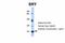 Sex Determining Region Y antibody, ARP34794_P050, Aviva Systems Biology, Western Blot image 