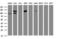 Splicing Factor 3a Subunit 1 antibody, LS-C175399, Lifespan Biosciences, Western Blot image 