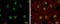 GA Binding Protein Transcription Factor Subunit Alpha antibody, GTX102572, GeneTex, Immunofluorescence image 