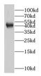 Epidermal growth factor-like protein 7 antibody, FNab02666, FineTest, Western Blot image 