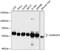 Golgi reassembly-stacking protein 2 antibody, 13-619, ProSci, Western Blot image 