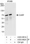 CaRF antibody, A303-862A, Bethyl Labs, Immunoprecipitation image 