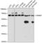 CREB/ATF BZIP Transcription Factor antibody, GTX66426, GeneTex, Western Blot image 