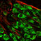 Glutamate Metabotropic Receptor 5 antibody, A01338, Boster Biological Technology, Immunofluorescence image 
