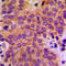 Mitogen-Activated Protein Kinase Kinase Kinase 5 antibody, LS-C352511, Lifespan Biosciences, Immunohistochemistry frozen image 