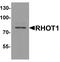 Mitochondrial Rho GTPase 1 antibody, A05928, Boster Biological Technology, Western Blot image 