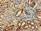 Complement C6 antibody, CSB-PA004036LA01HU, Cusabio, Immunohistochemistry frozen image 