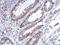 Phospholipase A2 Group IVF antibody, NBP2-19854, Novus Biologicals, Immunohistochemistry frozen image 