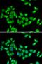 KIF3 antibody, LS-C334845, Lifespan Biosciences, Immunofluorescence image 