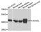 Acyl-CoA Dehydrogenase Long Chain antibody, STJ22475, St John