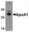 Apolipoprotein A1 antibody, TA319615, Origene, Western Blot image 