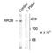 Glutamate Ionotropic Receptor NMDA Type Subunit 2B antibody, TA309195, Origene, Western Blot image 