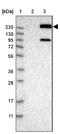 Multiple PDZ Domain Crumbs Cell Polarity Complex Component antibody, NBP1-87839, Novus Biologicals, Western Blot image 