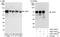 Protein LYRIC antibody, A303-144A, Bethyl Labs, Immunoprecipitation image 