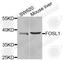 FOS Like 1, AP-1 Transcription Factor Subunit antibody, A5372, ABclonal Technology, Western Blot image 