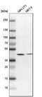 Sulfide Quinone Oxidoreductase antibody, HPA017079, Atlas Antibodies, Western Blot image 