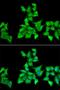 Hyaluronan And Proteoglycan Link Protein 1 antibody, LS-C334832, Lifespan Biosciences, Immunofluorescence image 