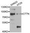 Src substrate cortactin antibody, TA332919, Origene, Western Blot image 
