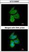 Phosphofructokinase, Liver Type antibody, LS-C185727, Lifespan Biosciences, Immunocytochemistry image 