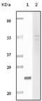 Fibulin 5 antibody, AM06131SU-N, Origene, Western Blot image 