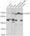 Neurofascin antibody, 18-921, ProSci, Western Blot image 