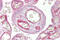 Grainyhead Like Transcription Factor 3 antibody, 29-069, ProSci, Western Blot image 