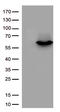 Phosphatidylinositol-3,4,5-trisphosphate 3-phosphatase and dual-specificity protein phosphatase PTEN antibody, TA807116, Origene, Western Blot image 