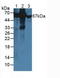 Albumin antibody, LS-C292704, Lifespan Biosciences, Western Blot image 