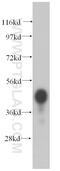 Phosphate Cytidylyltransferase 2, Ethanolamine antibody, 14827-1-AP, Proteintech Group, Western Blot image 