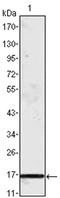 C-C Motif Chemokine Ligand 2 antibody, AM06084PU-N, Origene, Western Blot image 