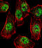 Rhox Homeobox Family Member 2B antibody, 60-367, ProSci, Immunofluorescence image 