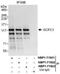 PAX3 And PAX7 Binding Protein 1 antibody, NBP1-71923, Novus Biologicals, Western Blot image 