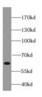 High molecular weight kininogen antibody, FNab04578, FineTest, Western Blot image 