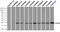 HspB5 antibody, TA500599, Origene, Immunoprecipitation image 