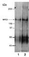 NPC1 Like Intracellular Cholesterol Transporter 1 antibody, PA5-72938, Invitrogen Antibodies, Western Blot image 
