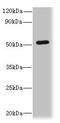Sorting Nexin 6 antibody, CSB-PA890766LA01HU, Cusabio, Western Blot image 