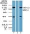 Ubiquitin Like Modifier Activating Enzyme 6 antibody, NBP2-24534, Novus Biologicals, Western Blot image 