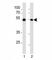 MEF2C-Specific antibody, F49560-0.4ML, NSJ Bioreagents, Immunohistochemistry frozen image 