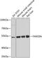 FAM20A Golgi Associated Secretory Pathway Pseudokinase antibody, 23-624, ProSci, Western Blot image 